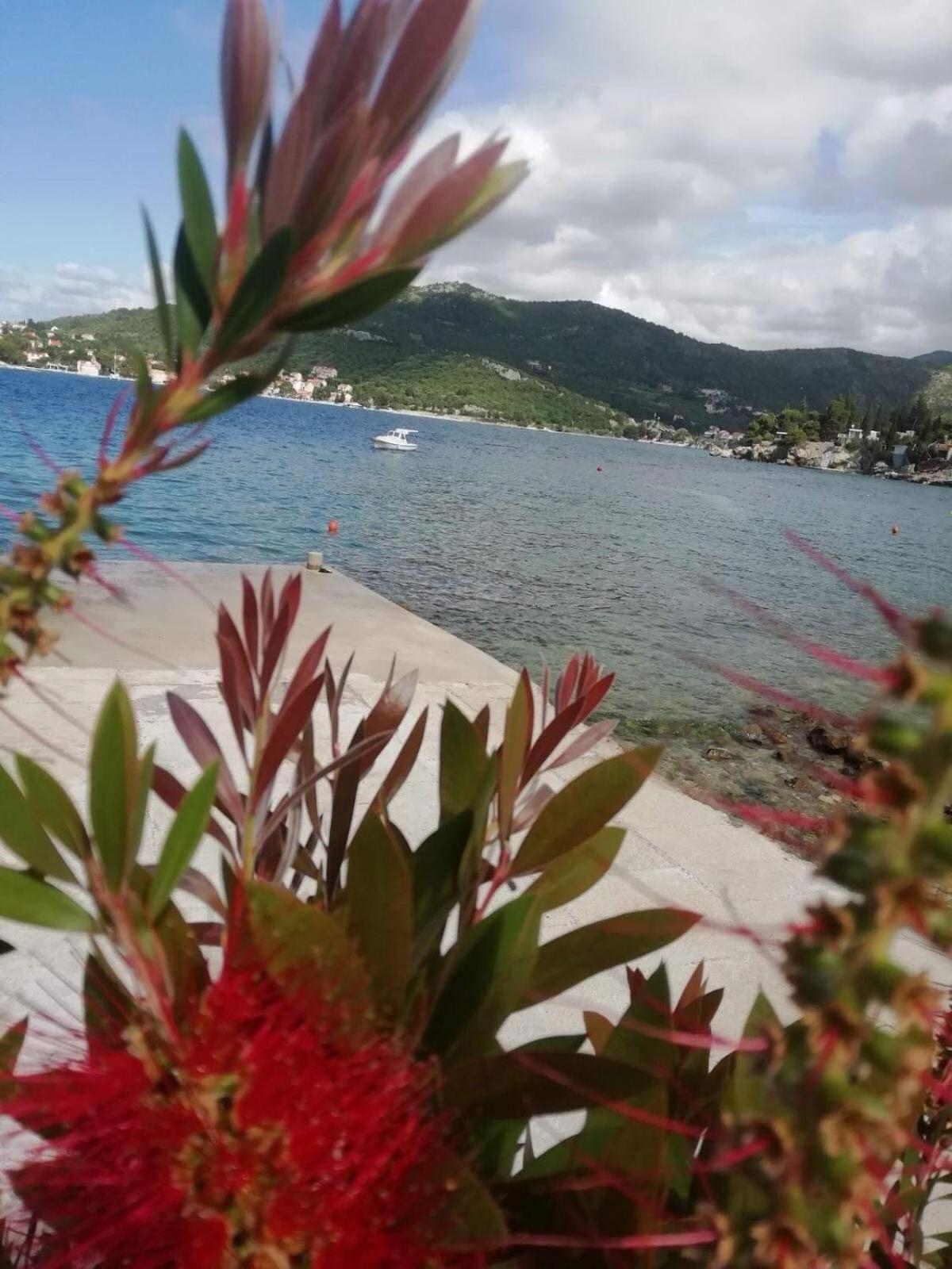 Apartment Studios Tonina Zaton (Dubrovnik-Neretva)